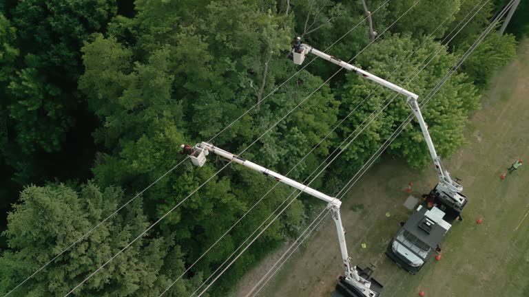 How Our Tree Care Process Works  in Sun City Center, FL